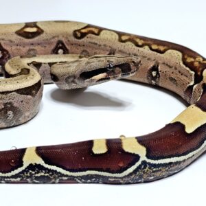 Jiboia (Macho) BCC9078