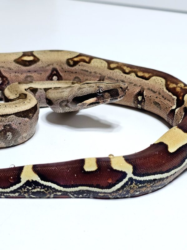 Jiboia (Macho) BCC9078