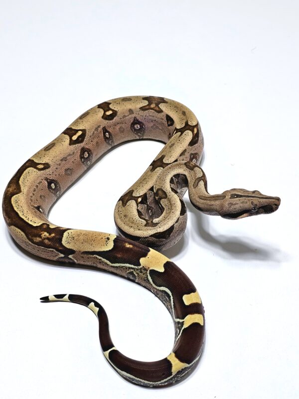 Jiboia (Macho) BCC9078 - Image 2