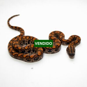 Jiboia Arco-íris da Amazônia (Fêmea) ECC07