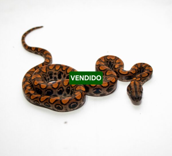 Jiboia Arco-íris da Amazônia (Fêmea) ECC07