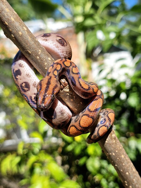 Jiboia Arco-iris da Amazônia (Macho) ECC2804 - Image 3