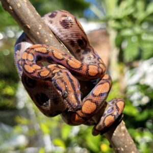 Jiboia Arco-iris da Amazônia (Macho) ECC2804
