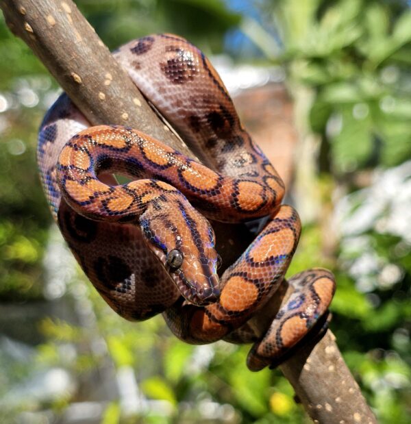 Jiboia Arco-iris da Amazônia (Macho) ECC2804