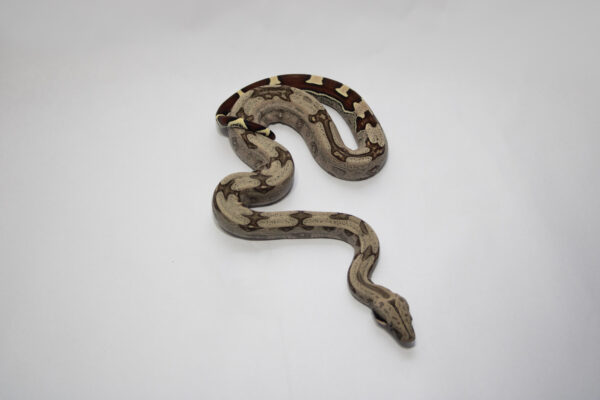 (10% OFF) Jiboia (Macho) BCC05 - Image 3