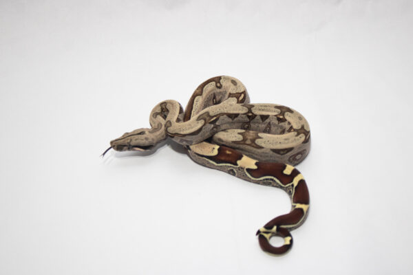 (10% OFF) Jiboia (Macho) BCC07 - Image 3