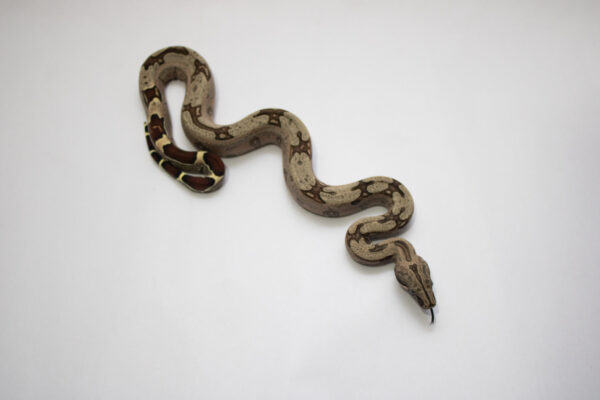 (15% OFF) Jiboia (Macho) BCC08 - Image 3