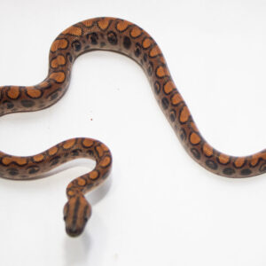 Jiboia Arco-iris da Amazônia (Macho) ECC03