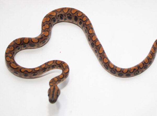 Jiboia Arco-iris da Amazônia (Macho) ECC03