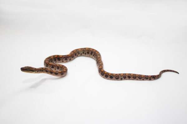 Jiboia Arco-iris da Amazônia (Macho) ECC03 - Image 3