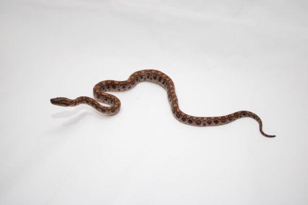 Jiboia Arco-iris da Amazônia (Macho) ECC03 - Image 2