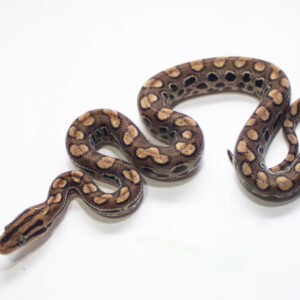Jiboia Arci-irirs da Caatinga (Macho) ECA06