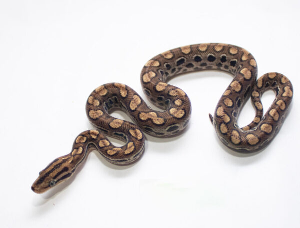 Jiboia Arci-irirs da Caatinga (Macho) ECA06