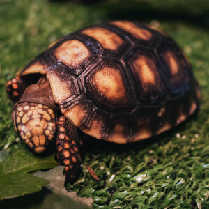 (15% OFF) Jabuti piranga (Chelonoidis carbonaria)