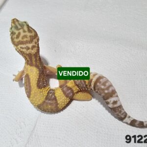 (20% OFF) Gecko Leopardo (Eublepharis macularius) EM9122