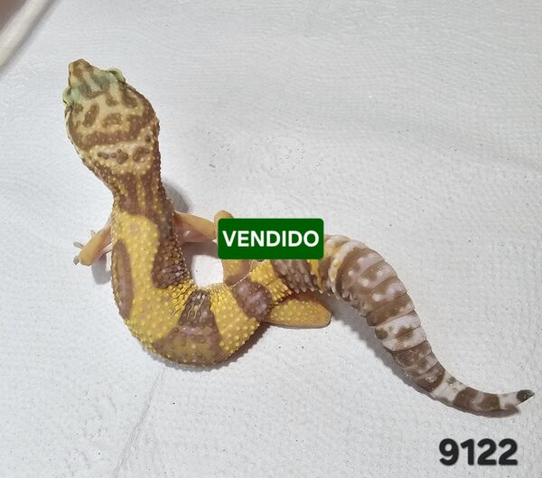 (20% OFF) Gecko Leopardo (Eublepharis macularius) EM9122