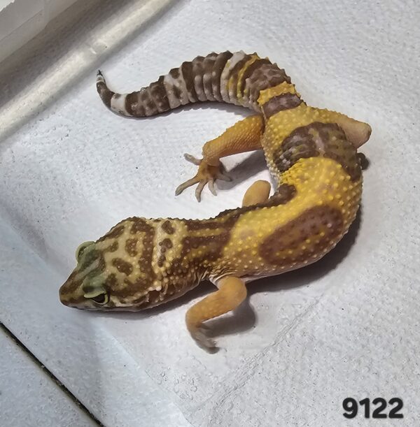 (20% OFF) Gecko Leopardo (Eublepharis macularius) EM9122 - Image 2