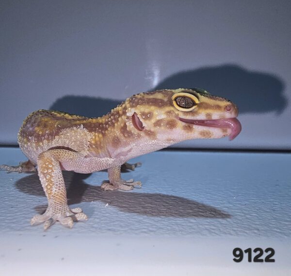 (20% OFF) Gecko Leopardo (Eublepharis macularius) EM9122 - Image 4