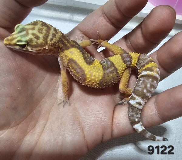 (20% OFF) Gecko Leopardo (Eublepharis macularius) EM9122 - Image 3