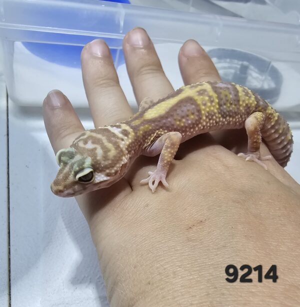 (20% OFF) Gecko Leopardo (Eublepharis macularius) EM9214 - Image 2