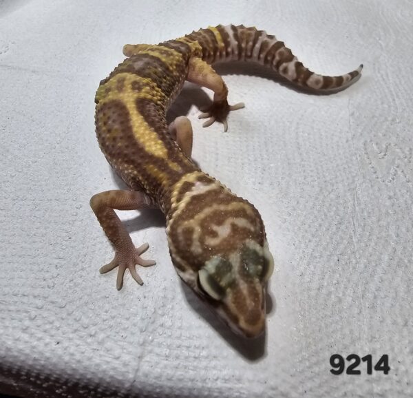 (20% OFF) Gecko Leopardo (Eublepharis macularius) EM9214 - Image 3
