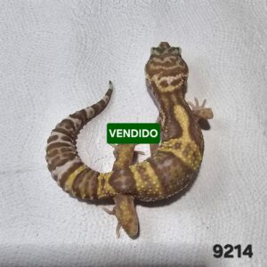 (20% OFF) Gecko Leopardo (Eublepharis macularius) EM9214