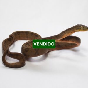 (20% OFF) Suaçubóia Fêmea (Corallus hortulanus) CH9056