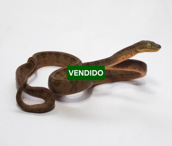 (20% OFF) Suaçubóia Fêmea (Corallus hortulanus) CH9056