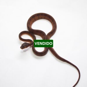 Suaçubóia Macho (Corallus hortulanus) CH9047