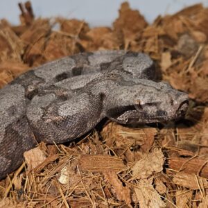 Jiboia cinzenta Macho BCA9136