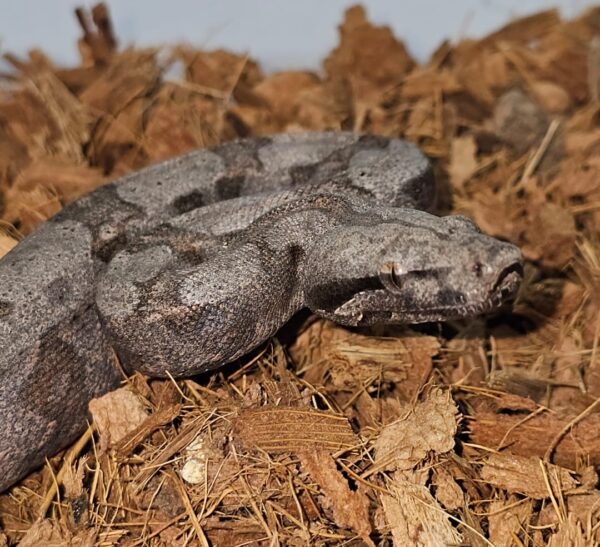 Jiboia cinzenta Macho BCA9136