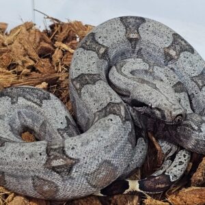 Jiboia cinzenta Fêmea BCA9143