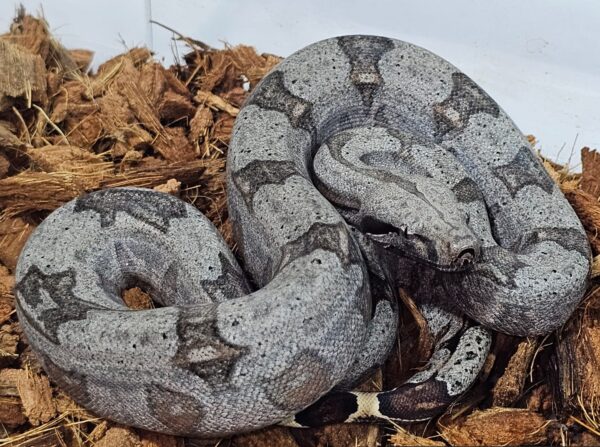 Jiboia cinzenta Fêmea BCA9143