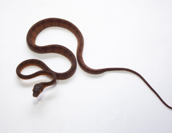 Suaçubóia Macho (Corallus hortulanus) CH9047 - Image 3