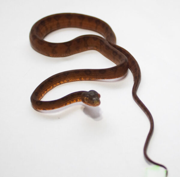 Suaçubóia Macho (Corallus hortulanus) CH9047 - Image 2