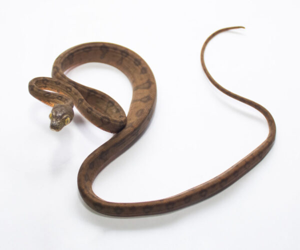 (20% OFF) Suaçubóia Fêmea (Corallus hortulanus) CH9056 - Image 2