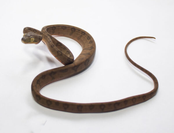 (20% OFF) Suaçubóia Fêmea (Corallus hortulanus) CH9056 - Image 3
