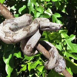 Jiboia Cinzenta (Boa constrictor amarali) FOTO ILUSTRATIVA