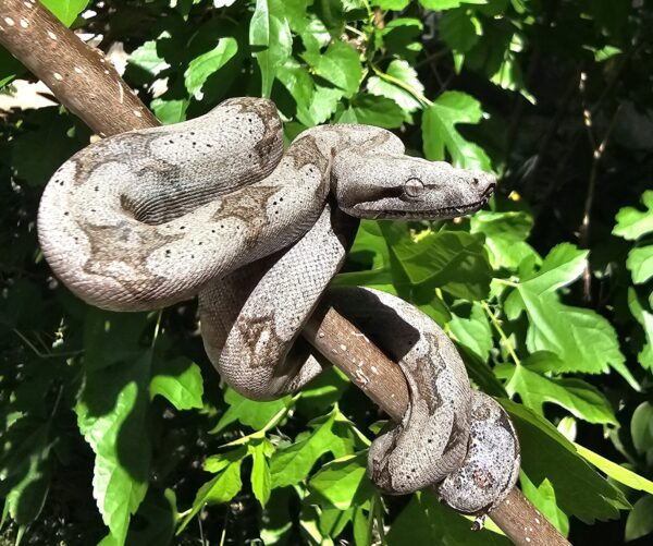 Jiboia Cinzenta (Boa constrictor amarali) FOTO ILUSTRATIVA