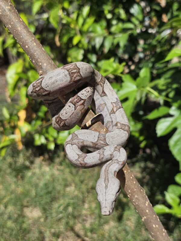 Jiboia Cinzenta (Boa constrictor amarali) FOTO ILUSTRATIVA - Image 2