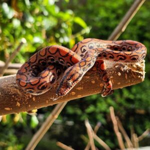 RESERVADA Jiboia Arco-íris da Amazônia (Epicrates cenchria) Fêmea ECC2801