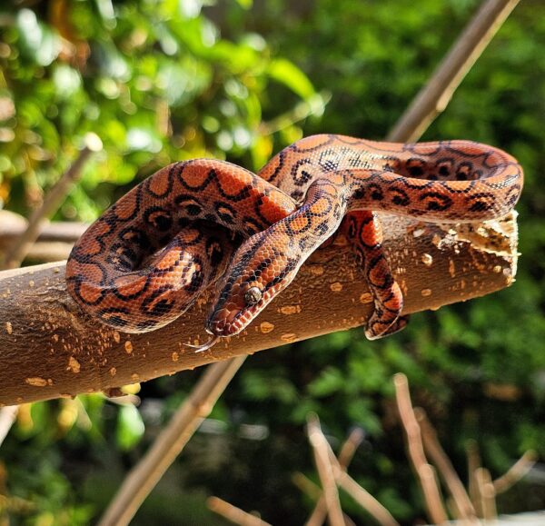 RESERVADA Jiboia Arco-íris da Amazônia (Epicrates cenchria) Fêmea ECC2801