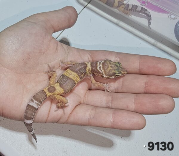 Gecko Leopardo (Eublepharis macularius) EM9130 - Image 2