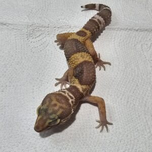 Gecko Leopardo (Eublepharis macularius) EM9130