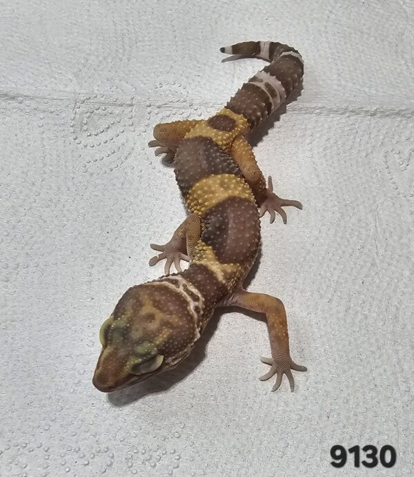 Gecko Leopardo (Eublepharis macularius) EM9130