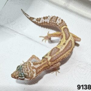 Gecko Leopardo (Eublepharis macularius) EM9138