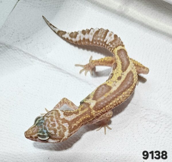 Gecko Leopardo (Eublepharis macularius) EM9138