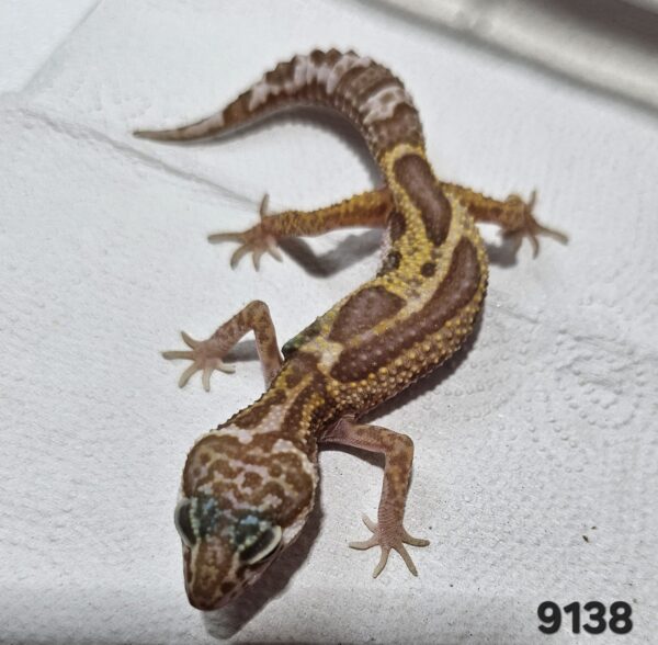 Gecko Leopardo (Eublepharis macularius) EM9138 - Image 2