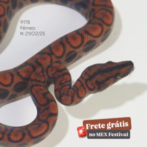 Jiboia Arco-íris da Amazônia (Epicrates cenchria) Fêmea ECC9178