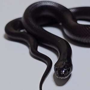 King snake mexicana (Lampropeltis getula nigrita)